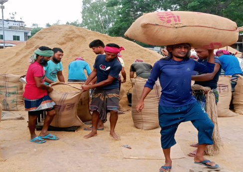 রাণীনগরে ধানের বাজারে ধস: দিশেহারা কৃষক, দুষছেন বৈরী আবহাওয়া ও বিদ্যুৎ বিভ্রাটকে